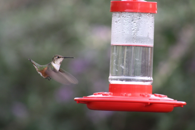 Hummingbird coming in to feed. (photos by Jennifer Baumbach)