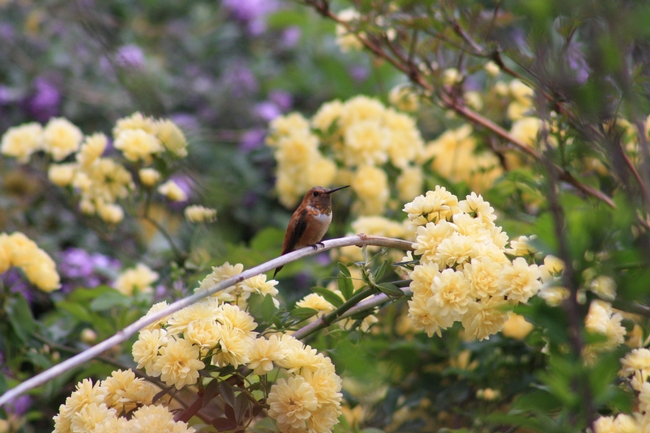 Rufous hummingbird on Rosa banksiae.