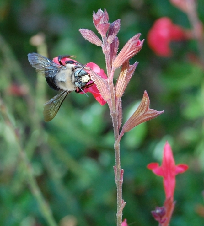 A male carpenter bee (Xylocopata tabaniformis orpifex) visits a Salvia blossom in a Vacaville garden.