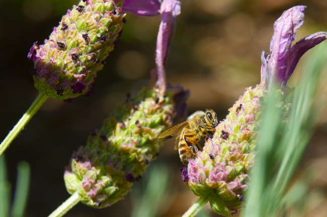 Bee on lavender. (photo by Tom Burton)