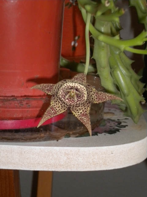 Starfish flower.