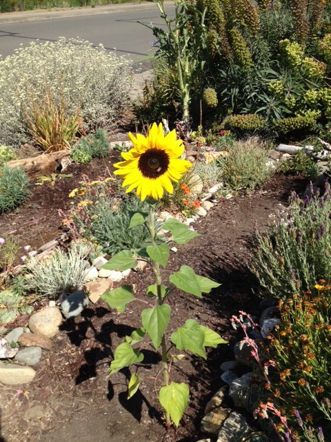 Happy volunteer sunflower.