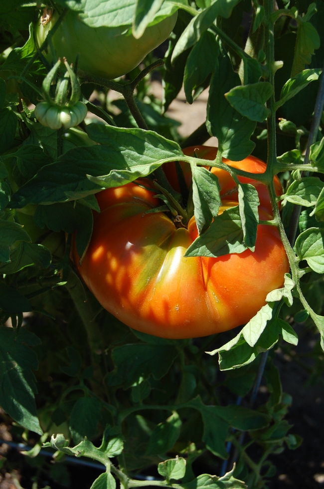 Bragging rights? This ‘Beefmaster’ tomato must be closing in on 2 pounds.(photos by Kathy Thomas Rico)