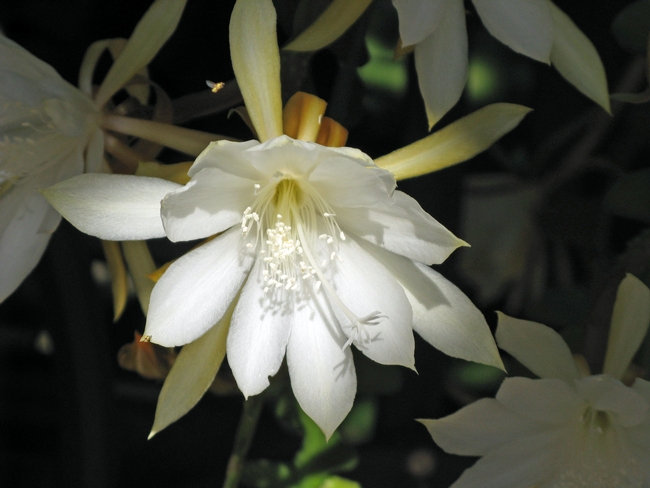 Epiphyllum oxypetalum. (photos by Carolyn Allen)