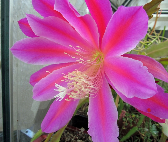 Epiphyte flower pink-purple.