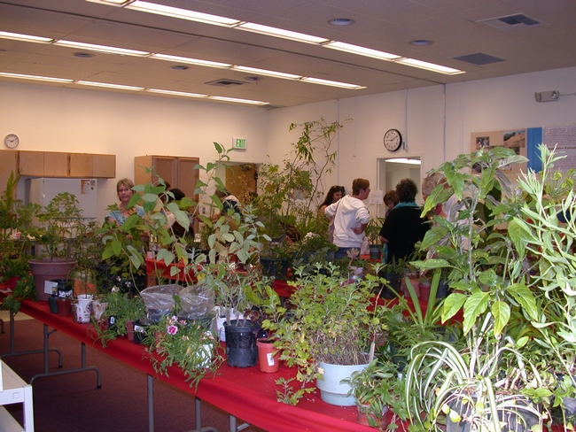 A few plants available at the plant exchange.