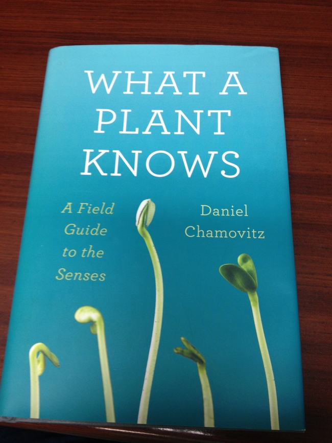 book cover what a plant knows