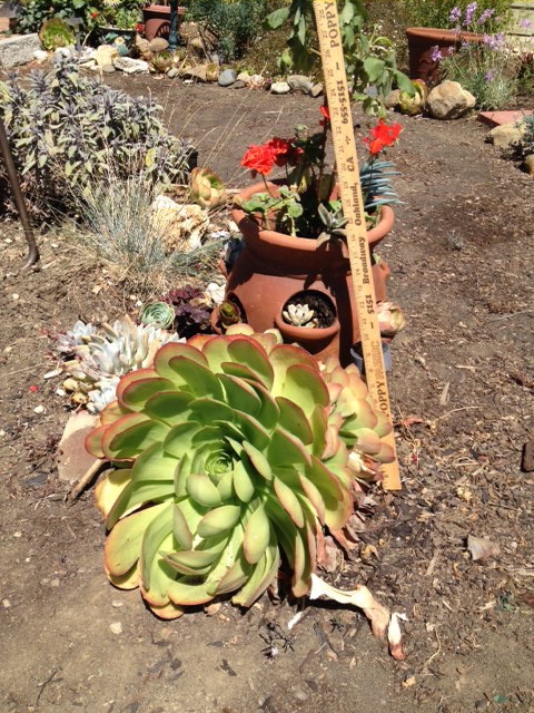 Note the size of the Aeonium. (photos by Trisha Rose)