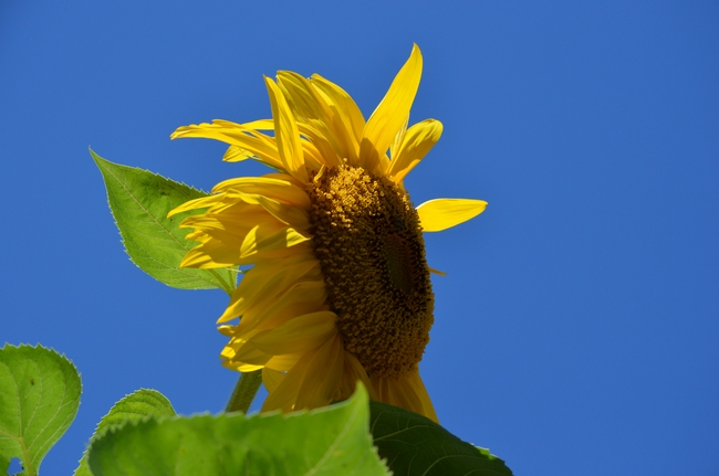Giant sunflower. (photo by Erin Mahaney)