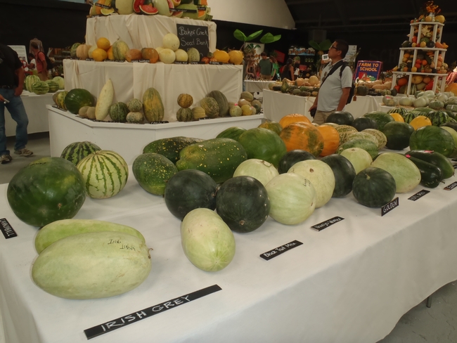 Melon varieties.