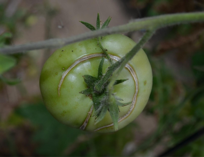 Cracked green tomato, 'Mr. Stripey'. (photos by Erin Mahaney)