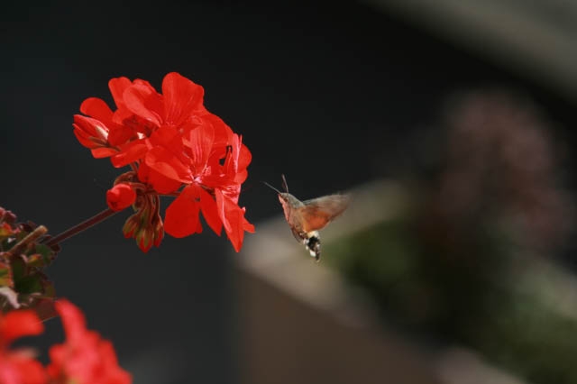 Note the antennae, hummingbirds don't have these.