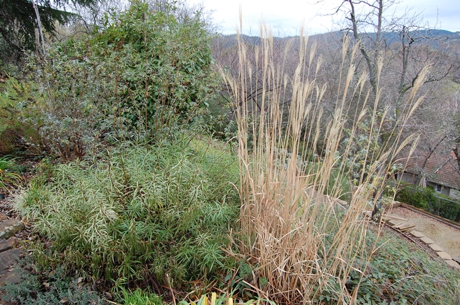 The gold color of the now-dormant zebra grass makes it a standout. But it will soon fall during the Big Chop, as will the butterfly bushes to the left.  Photo by Kathy Thomas-Rico