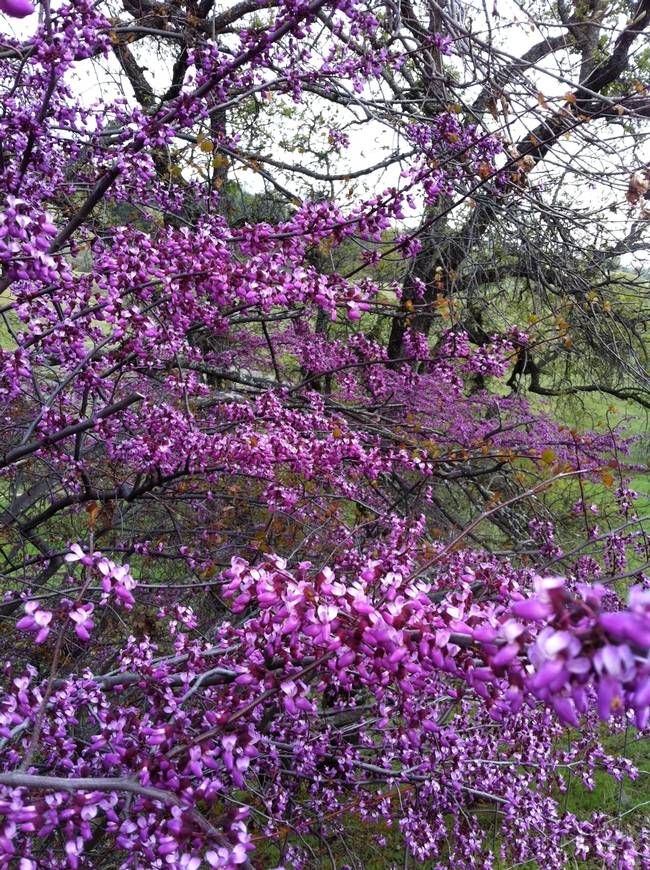 Blooming stands of Western redbud can be found in March along Pleasants Valley Road in rural Vacaville. (photo by Kathy Thomas-Rico)