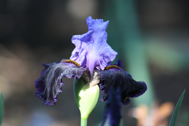 'Dangerous Mood' iris photo by Jennifer Baumbach