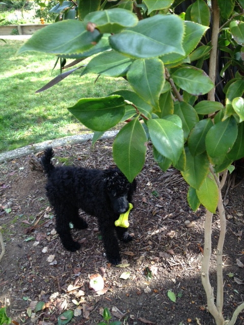 Marco, plant-eating puppy. photo by Trisha Rose