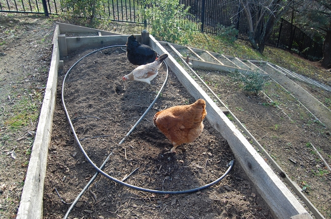 In February, our three hens were welcome to forage in the fallow raised beds. photos by Kathy Thomas-Rico