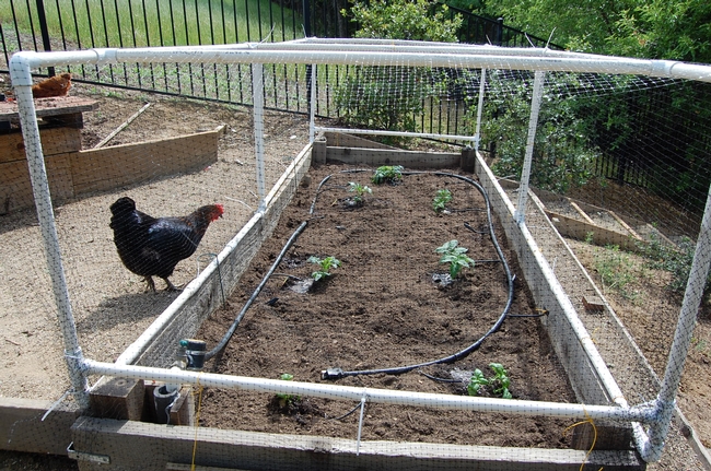 The newly planted bed, with new bird-netting frames, is no longer as welcoming to the hens and local quail.