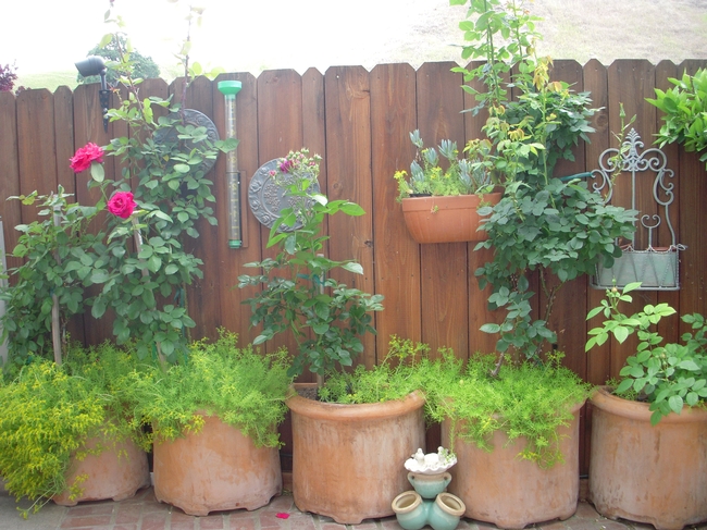 Five terra cotta pots with rose bushes. (photos by Launa Herrmann)
