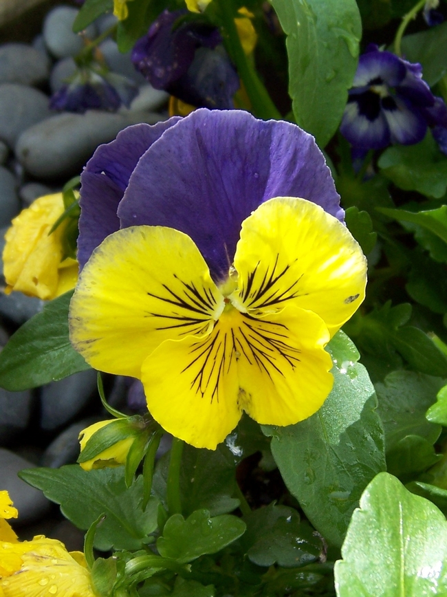 Pansy (photos by Libbey McKendry)
