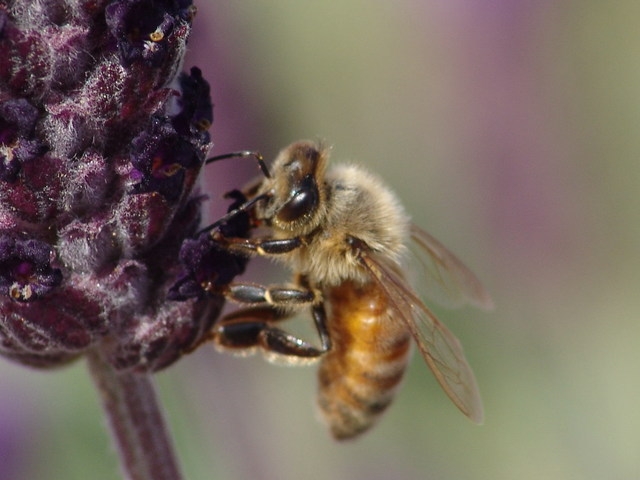 Honeybee on lavender. (photo by Thomas C. Tucker)