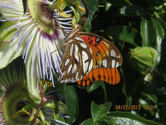 Fritillary butterfly on Passion Flower.