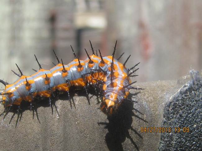 Fritillary caterpillar. (photos by Susan Croissant)