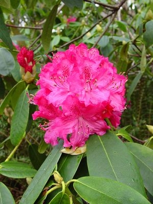 Rhododendron 'Cynthia'-sourceMCBG