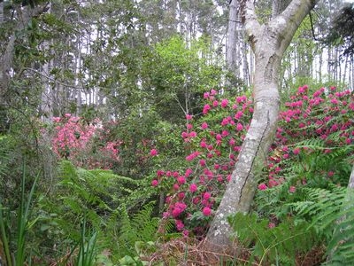 Rhododendrum Forest by MarilynBoosinger (MCBG)