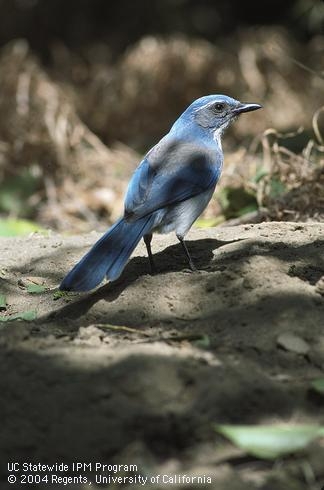 Noisy scrub jays thrive throughout California. They can be aggressive pests, but are lovely to look at. (photo by Jack Kelly Clark, UC Statewide IPM Program)