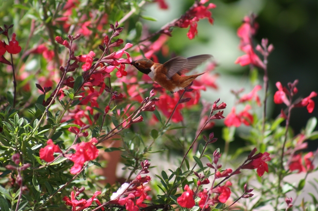 Rufous hummingbird visiting a 'Lipstick' sage. (photo by Jennifer Baumbach)