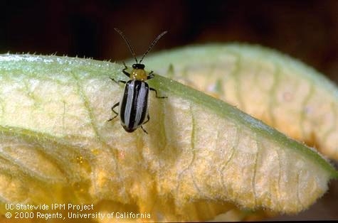 Western striped cucumber beetle - source: UC IPM website
