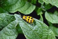 Western spotted cucumber beetle - source: UC IPM website