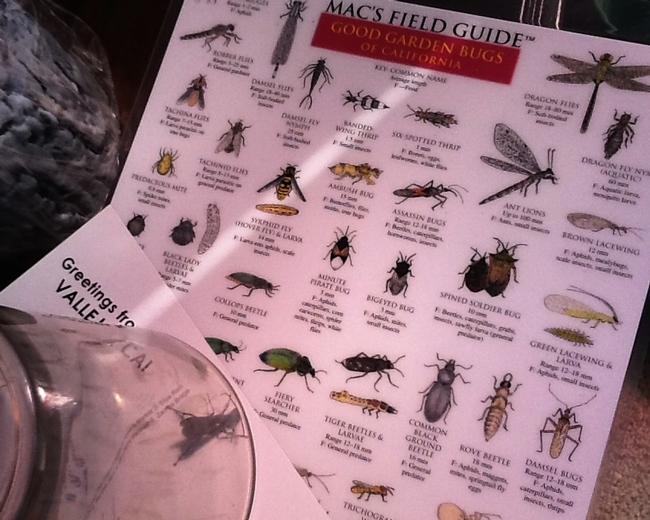 Macs Field Guide and captured flying insect.