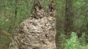 Gigantic wasp nest - source WFLA-TV News Florida