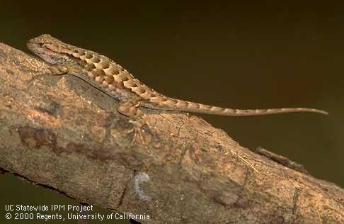The heroic common western fence lizard!