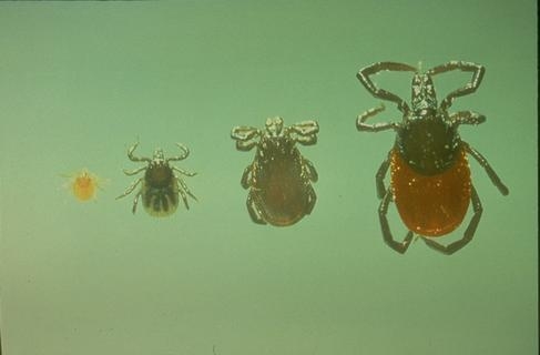 Different stages of the western blacklegged tick