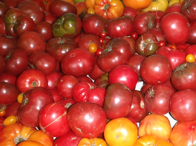 Tomatoes. (photo by Betty Homer)