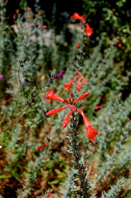 California fuchsia (Epilobium canum).