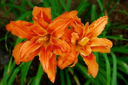 Double daylily (Hemerocallis spp.)