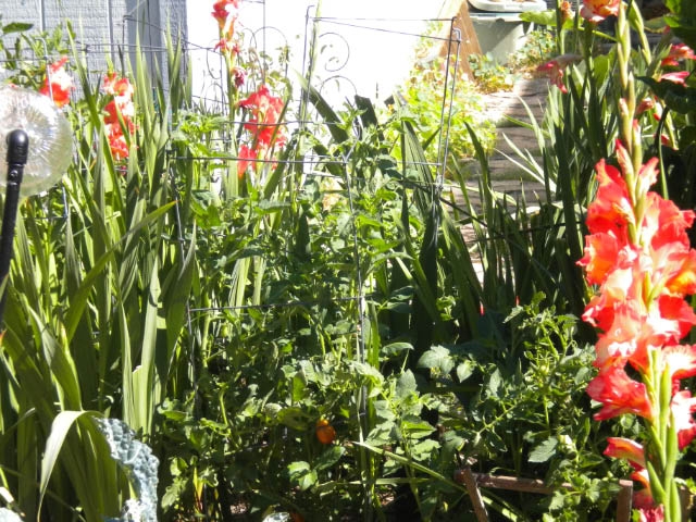 Gladiolus and tomatoes. (photos by Karen Metz)