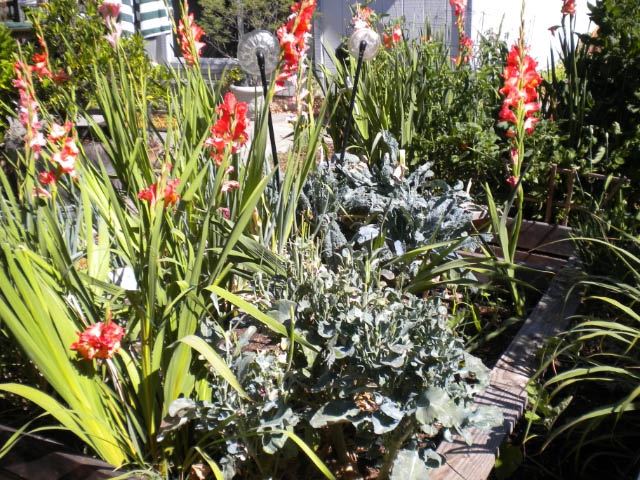 Glads and broccoli and kale.