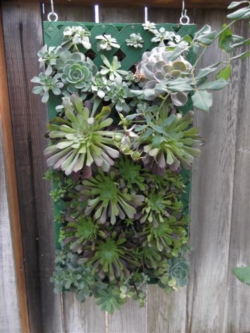 Succulents maturing in the box.