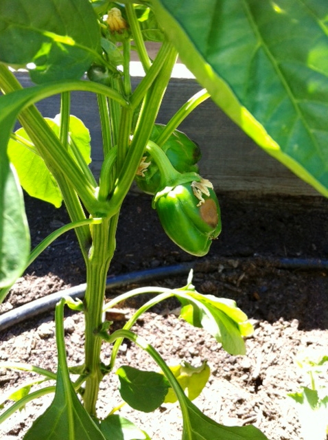 A young bell pepper shows damage from of our recent heat wave. The trellised lemon cucumber, which shades the bells in the afternoons, was decimated by the week of 100-plus-degree days. (photo by Kathy Thomas-Rico)