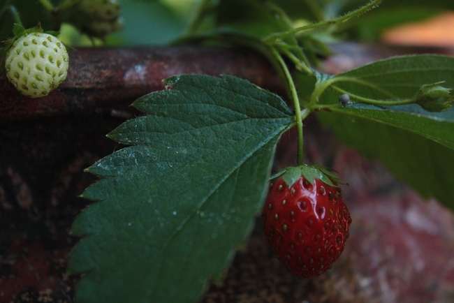 A strawberry dangles from a pot. (photos by Jennifer Baumbach)
