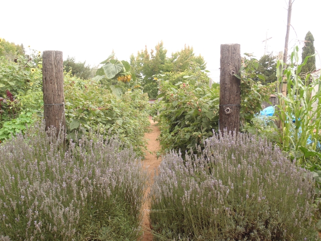 Lavendar and berries flank this pathway.