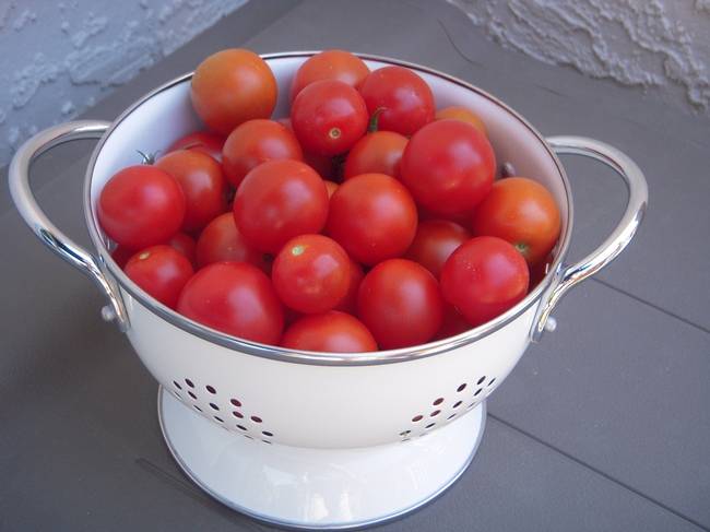 Volunteer tomato harvest.