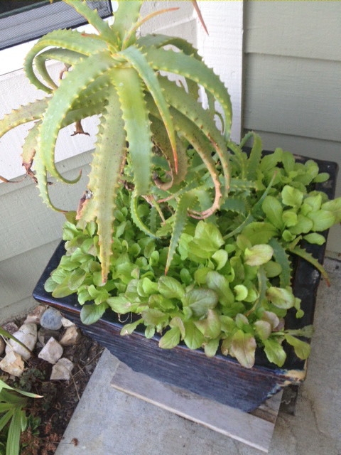 Aloe happliy growing with lettuce.