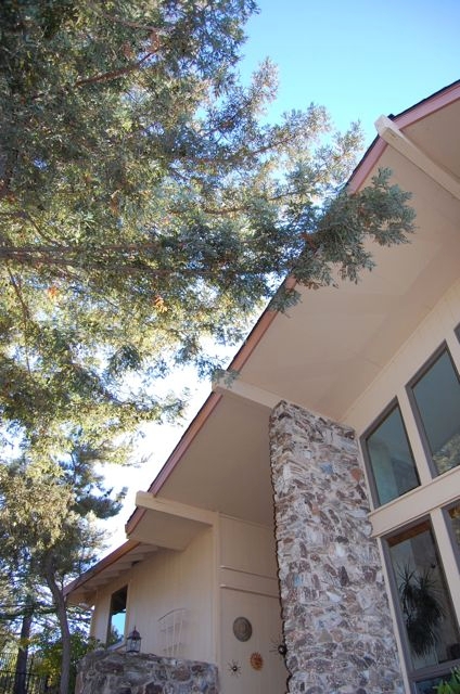Redwood boughs hang over the roofline of this Vacaville home. Time to call a certified arborist! (photo by Kathy Thomas-Rico)