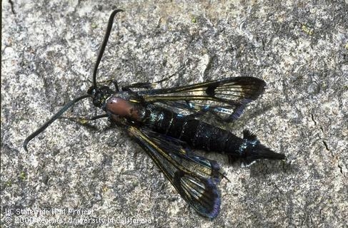 Adult male peachtree borer (photo UC IPM online)